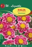 dalia-hartenaas-kolnierzykowa-w-legutko
