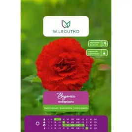 begonia-strzepiasta-czerwona-bulwa-w-legutko