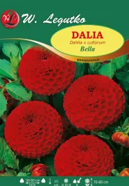 dalia-pomponowa-bella-czerwona-w-legutko
