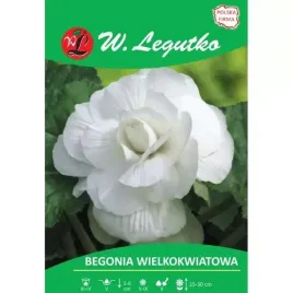 begonia-wielkokwiatowa-biala-bulwa-5-6-cm-w-legutko
