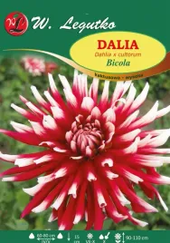 dalia-kaktusowa-wysoka-bicola-90-110-cm-w-legutko
