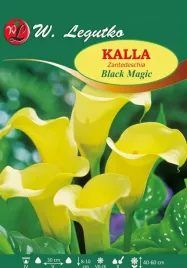 kalla-black-magic-w-legutko
