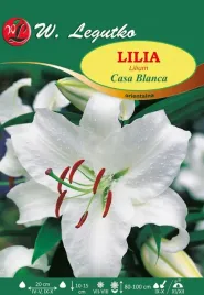 lilia-casa-blanca-orientalna-w-legutko