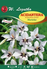 acidanthera-murielae-mieczyk-abisynski-cebule-w-legutko