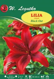 lilia-azjatycka-black-out-w-legutko
