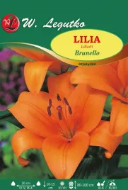 lilia-azjatycka-brunello-w-legutko