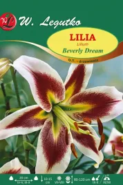 lilia-drzewiasta-beverly-dream-w-legutko