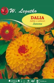 dalia-ogrodowa-junona-w-legutko