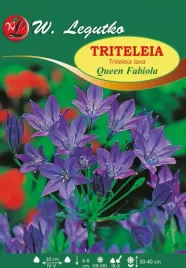 triteleia-queen-fabiola-w-legutko