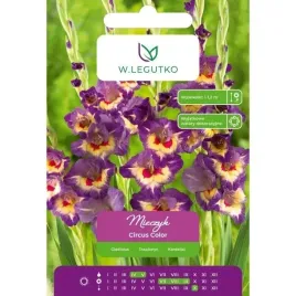 mieczyk-circus-color-wielkokwiatowy-w-legutko