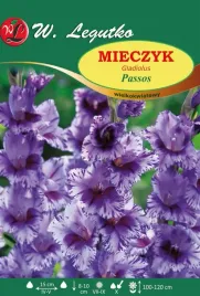 mieczyk-passos-wielkokwiatowy-w-legutko