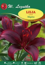 lilia-azjatycka-mapira-w-legutko