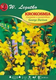 krokosmia-george-davison-zolta-60-80-cm-w-legutko