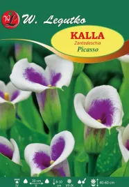 kalla-picasso-w-legutko