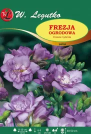 frezja-ogrodowa-pelna-fioletowa-w-legutko