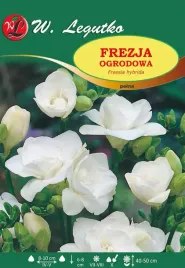 frezja-ogrodowa-pelna-biala-w-legutko
