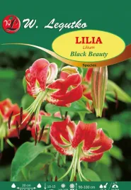 lilia-black-beauty-90-100-cm-w-legutko