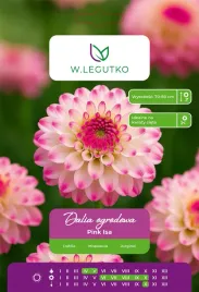 dalia-pink-isa-pomponowa-w-legutko