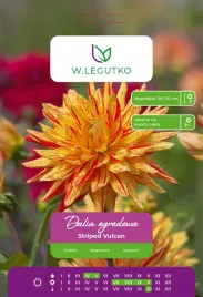 dalia-striped-vulcan-kaktusowa-wysoka-w-legutko