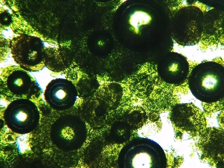 sok-z-jeczmienia-mlodego-bio-500g-natvita-sproszkowany-raw-witaminy-podstawowy-skladnik-jeczmien