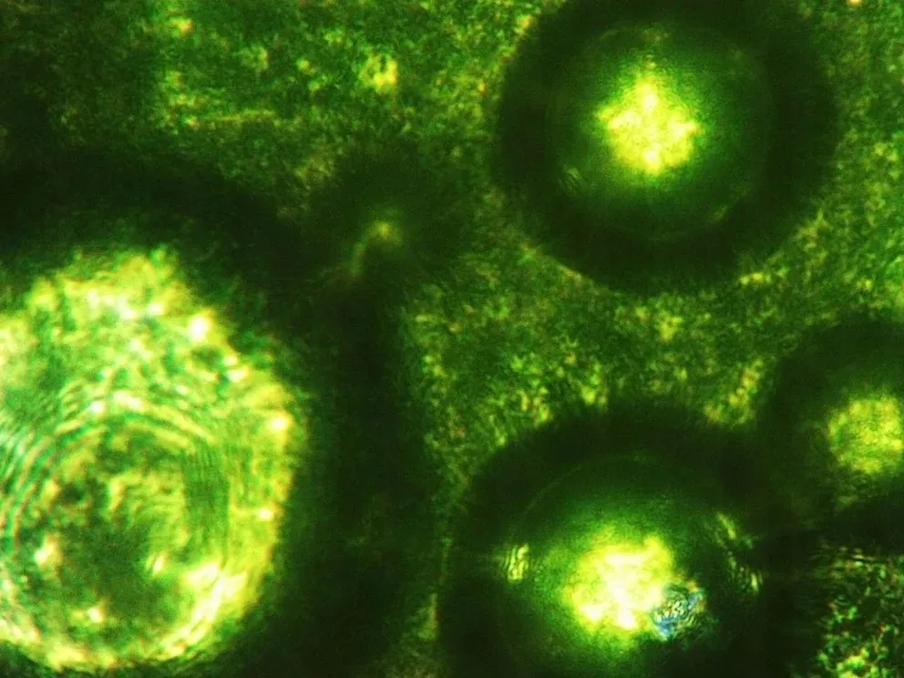 sok-z-jeczmienia-mlodego-bio-500g-natvita-sproszkowany-raw-witaminy