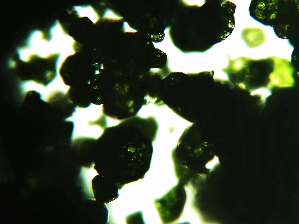 sok-z-jeczmienia-mlodego-bio-500g-natvita-sproszkowany-raw-witaminy