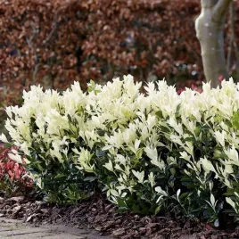 trzmielina-japonska-himalaya-biale-przyrosty-inna