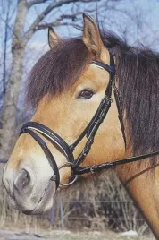oglowie-dla-konia-standard-czarny-full-covalliero