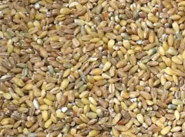 peczak-kasza-jeczmienna-jeczmien-obluskany-ziarno-1kg