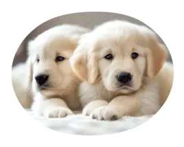 poduszka-dekoracyjna-ksztaltka-labrador-przytulanka