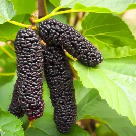 morwa-czarna-illinois-everbearing-bardzo-plenna-odmiana-doniczka-2l