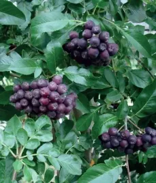 jarzab-likjornaja-2l-zdrowe-ciemne-owoce-na-przetwory-obficie-plonujacy