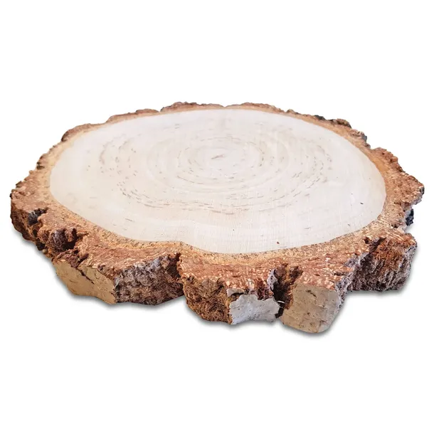 PLASTRY DREWNA BRZOZOWE Krążki Szlifowane 15-18cm