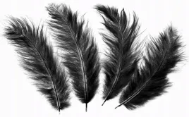 konfetti-piorka-dekoracyjne-czarne-dlugie-x50