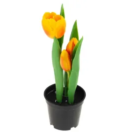 tulipan-gumowany-w-doniczce-pomaranczowy