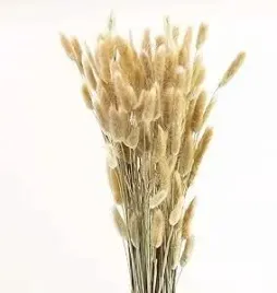 dmuszek-jajowaty-suszony-lagurus-naturalny-70cm