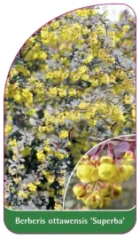 etykiety-szkolkarskie-do-oznaczania-roslin-berberis-ottawensis-superba