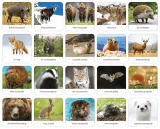 gra-memory-ssaki-polski-adamigo-stan-nowy