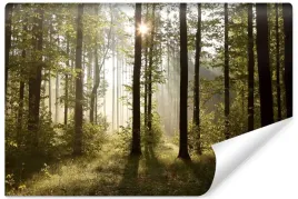 fototapeta-do-salonu-wschod-slonca-pejzaz-las-natura-efekt-3d-400x280