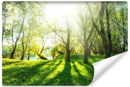 fototapeta-do-sypialni-sloneczny-las-drzewa-natura-efekt-3d-park-450x300
