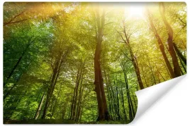 fototapeta-do-sypialni-slonce-nad-drzewami-las-krajobraz-efekt-3d-450x300