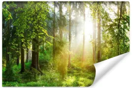 fototapeta-do-salonu-las-widok-3d-pejzaz-natura-slonce-drzewa-450x300
