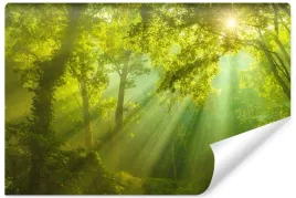 fototapeta-do-salonu-lesny-krajobraz-natura-drzewa-mgla-slonce-450x300