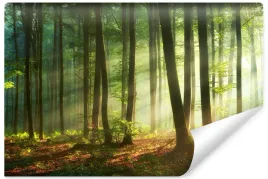 fototapeta-do-jadalni-promienie-slonca-las-natura-park-pejzaz-3d-450x300