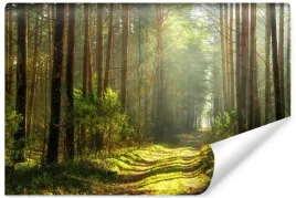 fototapeta-scienna-sciezka-w-slonecznym-lesie-natura-pejzaz-400x280