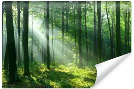 fototapeta-do-salonu-promienie-slonca-las-drzewa-natura-efekt-3d-450x300