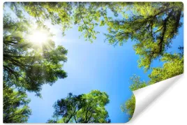 fototapeta-do-salonu-drzewa-las-niebo-natura-slonce-efekt-3d-450x300