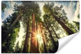 fototapeta-scienna-las-sekwoje-wschod-slonca-nad-drzewami-efekt-3d-450x300