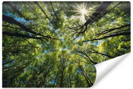 fototapeta-scienna-las-widok-z-dolu-niebo-efekt-3d-natura-450x300