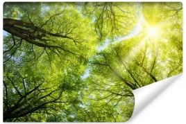 fototapeta-do-salonu-niebo-las-natura-efekt-3d-450x300